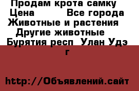 Продам крота самку › Цена ­ 200 - Все города Животные и растения » Другие животные   . Бурятия респ.,Улан-Удэ г.